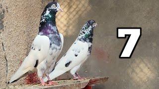 7 Number MAIN Pair | Ch Sakhi Muhammad Bhatti Pigeons