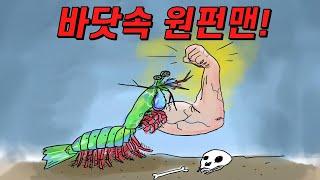 알면 알수록 신비한 갯가재 이야기!