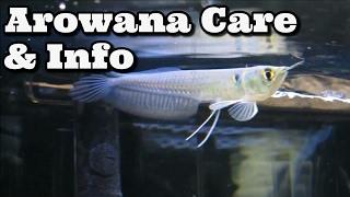 Arowana Care & Information