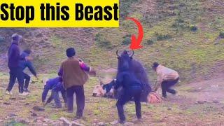 #yakfight BEST COLLECTION TIBETAN YAK BATTLE EVER 2024 #angry #tibetian #animals #tibet #bull #top