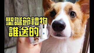 柯基犬肥油 X 聖誕節禮物誰送的