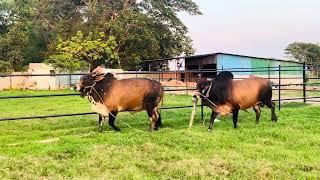 চট্টগ্রামের হামিম এগ্রোর সুন্দর ২টি গীরগরু |হামিম এগ্রো |  Goru Lovers Of Chattga