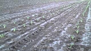 A Cornfield in April