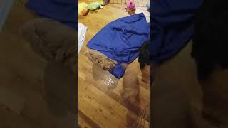 3 little  cute schnoodle  from doodle house playing each other