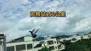 资格站150公里天气不好，飞的那叫一个惨不忍睹啊 #信鸽赛鸽