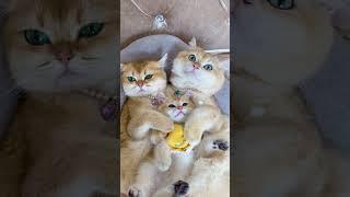 How many likes come for this beautiful family #cats #cat #sevda #catvideos #funny #sevgi #pets #cute