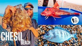 UK Shore Fishing Chesil Beach, Dorset Wayne Hand. URFE Rig, Species Hunt.