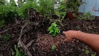 Offgrid Gardening - The Rain Comes Down! - Big Island of Hawaii