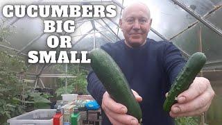 Cucumbers Big Or Small [Gardening Allotment UK] [Grow Vegetables At Home ]