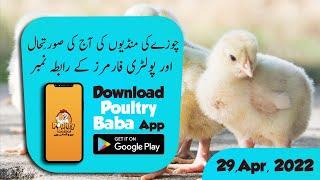 Poultry Baba And Day-old chick Rate Today | Daily chick poultry markets |Poultry farm business plan