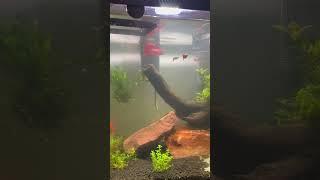 How Often Do You Really Need to Change Your Aquarium Water?
