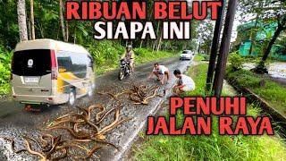 GEMETAR!!! Baru Ini Temukan Ribuan Belut Penuhi Jalan Raya Auto Panen Belut Sampai Macet