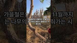 소나무 전정 시기와 방법, 계절에 따라 소나무 전정 이렇게 해 보세요