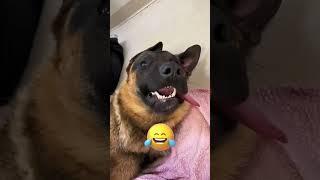 Funny dog