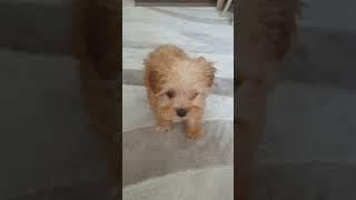 maltipoo #puppy #malco #pets #cockapoo #cute #