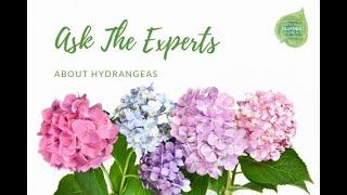 Ask the Experts about Hydrangeas, a webinar presented by National Garden Bureau