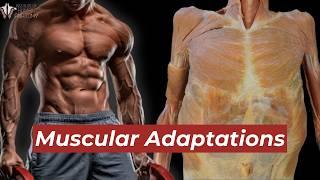 This is What Exercise Does to Your Muscles | Institute of Human Anatomy