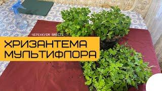 Хризантема мультифлора | САДОВЫЕ ДЕЛА #хризантемамультифлора #садовыедела