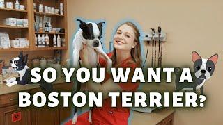 Owning a Boston Terrier?? | What you need to know!