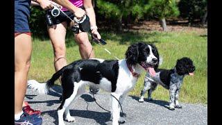 Our English Springer Spaniel, our Little Lady