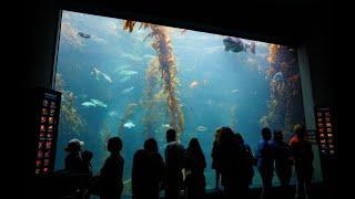 BIRCH AQUARIUM, SAN DIEGO SELF-GUIDED TOUR! (4K)