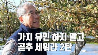 가지 유인 하지 말고 곧추 세워라 2탄