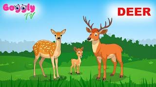 Deer Fun Facts for preschool kids | Animal series | Education and Entertainment | Cartoon Animation