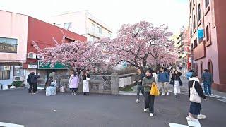 Early Sakura Bloom in Atami, Shizuoka - A Walk Through a Seaside City • 4K (Remastered)