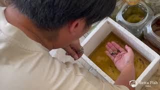 Thailand Betta Fish Farm Presentation