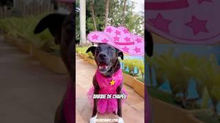 BARBIE DE CHAPÉU #cachorros #cachorro #cachorrosengraçados #barbie