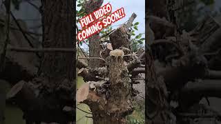 SEESII MINI CORDLESS CHAINSAW MADNESS #seesii #chainsaw #minichainsaw #gardeningchannel #‍ #diy 