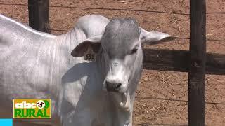 Abc Rural: Remate selección mundial Brahman 2020