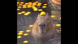 capybara funny moments #shorts