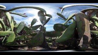 Plants of tenerife. #Inside360°