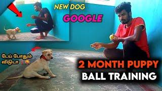 How to train dog fetch |டேய் போதும்டா | 2 month puppy  | our new friend Google#dog #googledog#aj