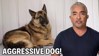 How To Gain A Dog's Trust | Dog Nation Episode 4 - Part 3