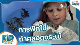 การฟักไข่ทำคลอดจระเข้ | Kid Rangers ปฏิบัติการเด็กช่างคิด