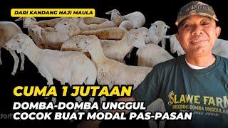 Review Harga Domba Mulai 1 Juta, Cocok Buat Pemula | @AGROTV9