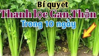 Loại rau Thanh lọc Gan Thận tốt nhất.PHAN HẢI channel.