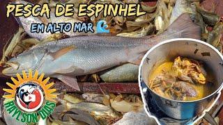 Pesca Artesanal de espinhel em alto Mar  Pescada Amarela e muito peixes , Cozidão, Caldeirada ️