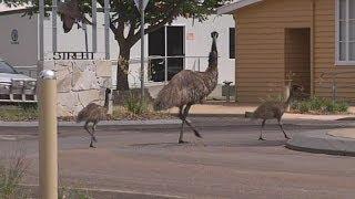 Emus take to the streets in Longreach, Australia