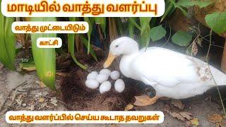 மாடியில் வாத்து வளர்ப்பு வாத்து முட்டையிடும் காட்சி/duck egg laying