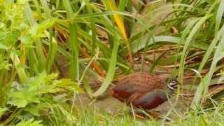 Chinese painted quails (Coturnix chinensis) - wild type