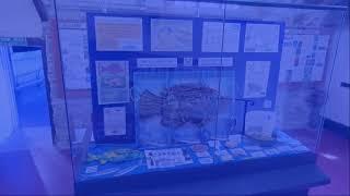 Newquay Heritage Archive & Museum - Introduction to 'Together Against Plastics'