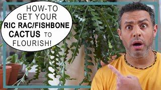 Fishbone (Ric Rac) Cactus Care Tips + Growing Conditions, Soil, Aerial Roots and Watering!