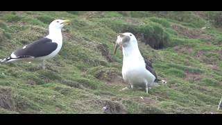 Seagull Swallows a Whole Rabbit on Welsh Island