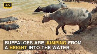 Buffaloes are jumping from a height into the water | Iconic Animals