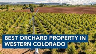 The Best Orchard Property in Western Colorado!