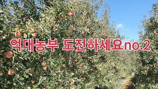 억대농부 도전하세요no.2 사과농사 10월8일
