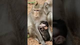 #monkey #shorts